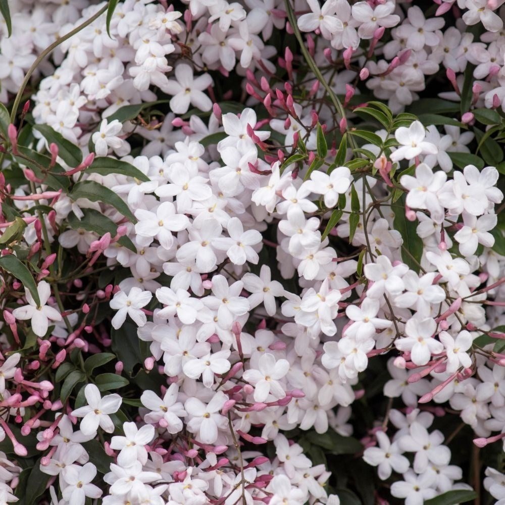 Jasminum Polyanthum | Chinese Scented Jasmine