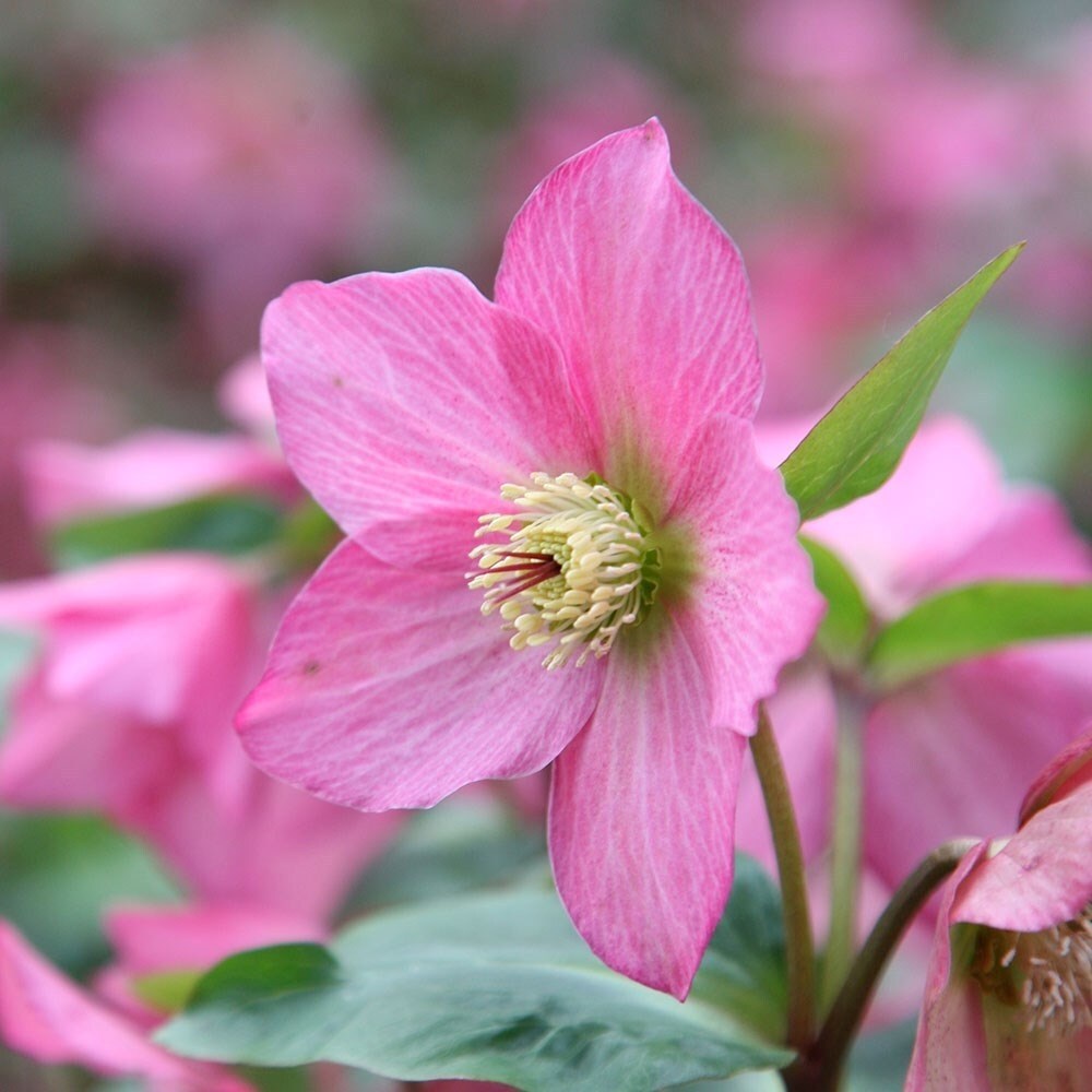Helleborus Walbertons Rosemary | Lenten Rose Hellebore