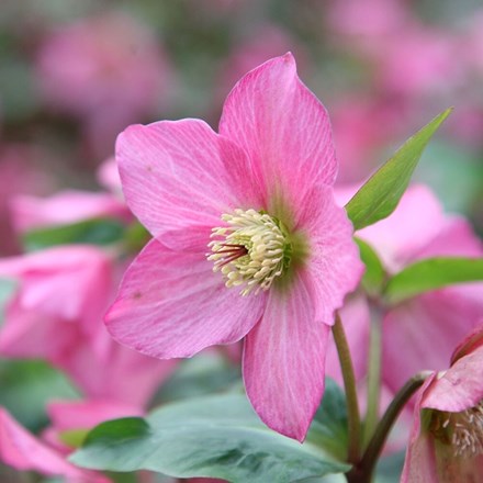 Helleborus Walberton's Rosemary ('Walhero') (PBR)