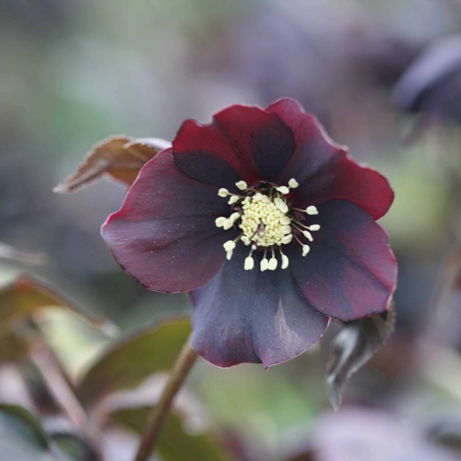 Helleborus Harvington Shades Of The Night | Lenten Rose Or Hellebore