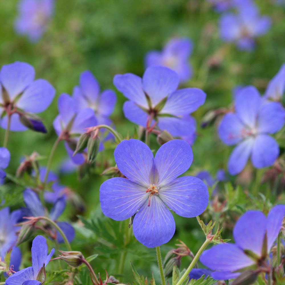 Geranium × Johnsonii Johnsons Blue | Cranesbill