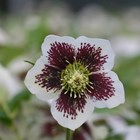 Helleborus Harvington White Speckled | Lenten Rose Or Hellebore