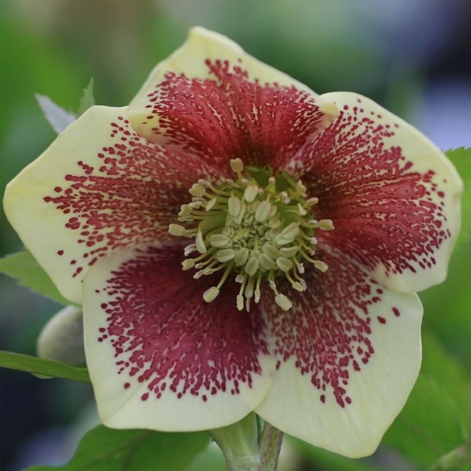 Helleborus Harvington Yellow Speckled | Lenten Rose Or Hellebore