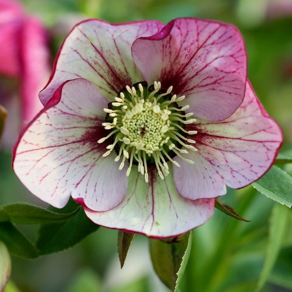 Helleborus Harvington Picotee | Lenten Rose Or Hellebore