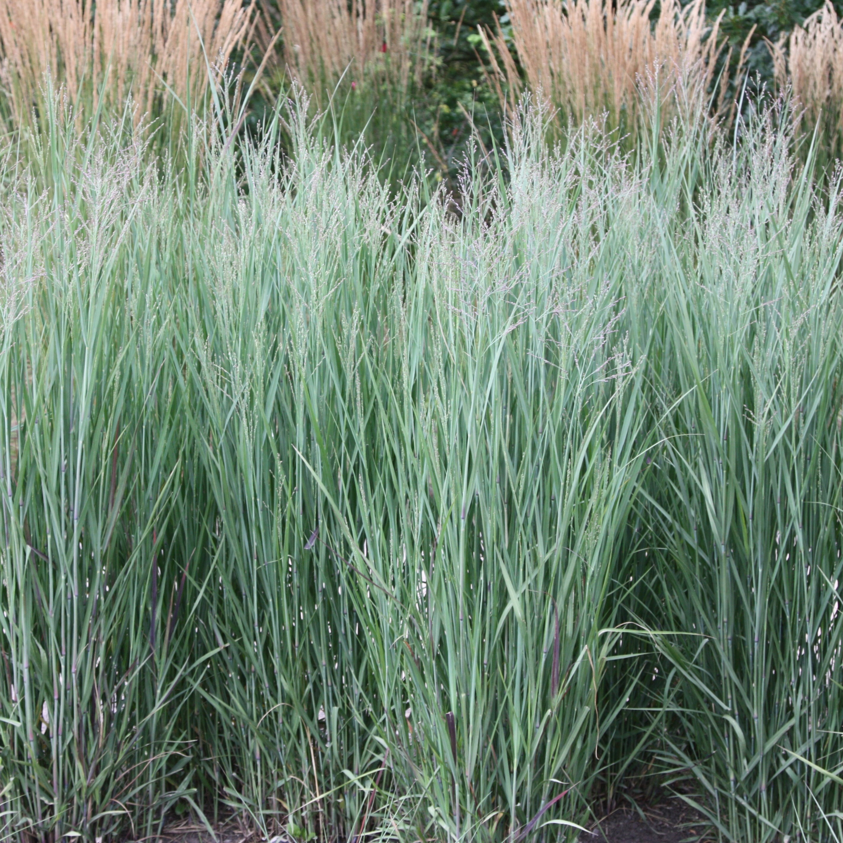 Panicum Virgatum Heavy Metal | Switch Grass