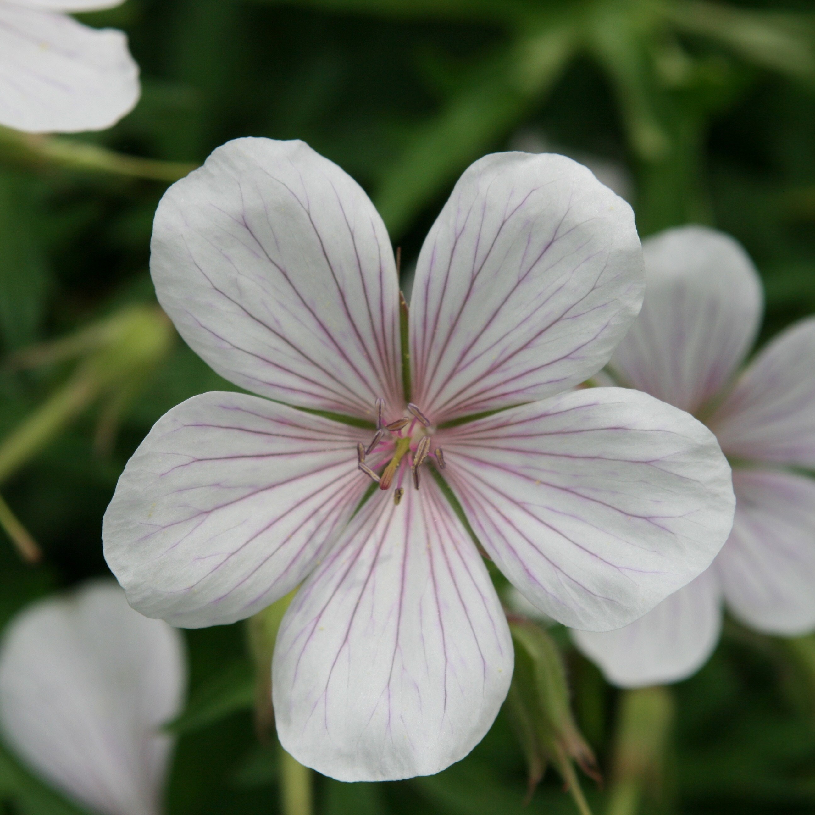 Geranium Clarkei Kashmir White | Cranesbill