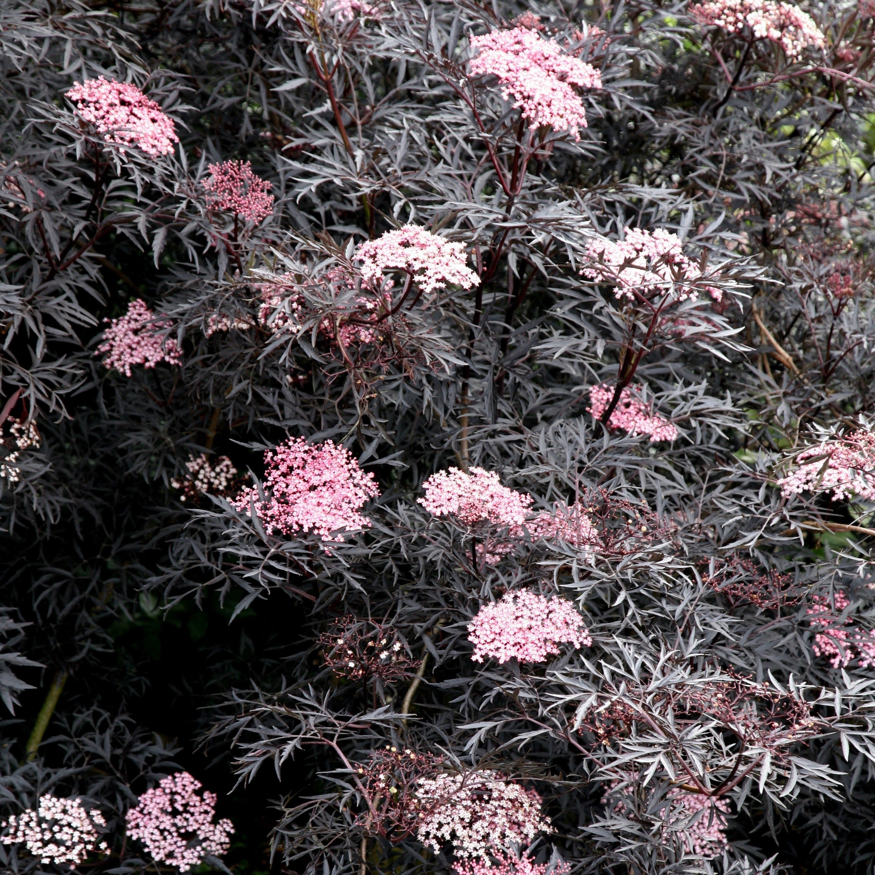 Sambucus Nigra F. Porphyrophylla Eva | Black Elder