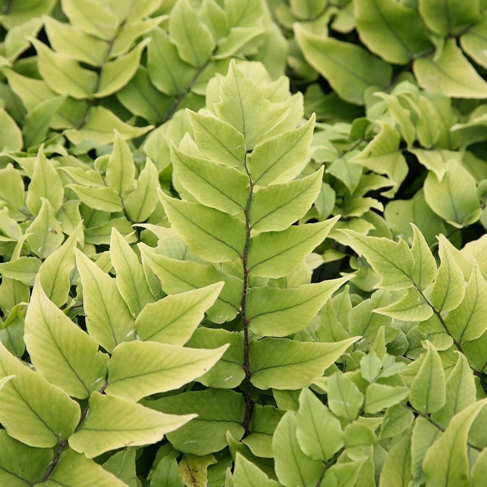 Cyrtomium Fortunei | Fortunes Cyrtomium