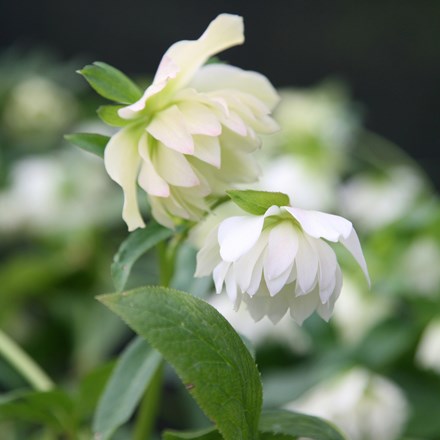 Helleborus Harvington Double White | Lenten Rose Or Hellebore