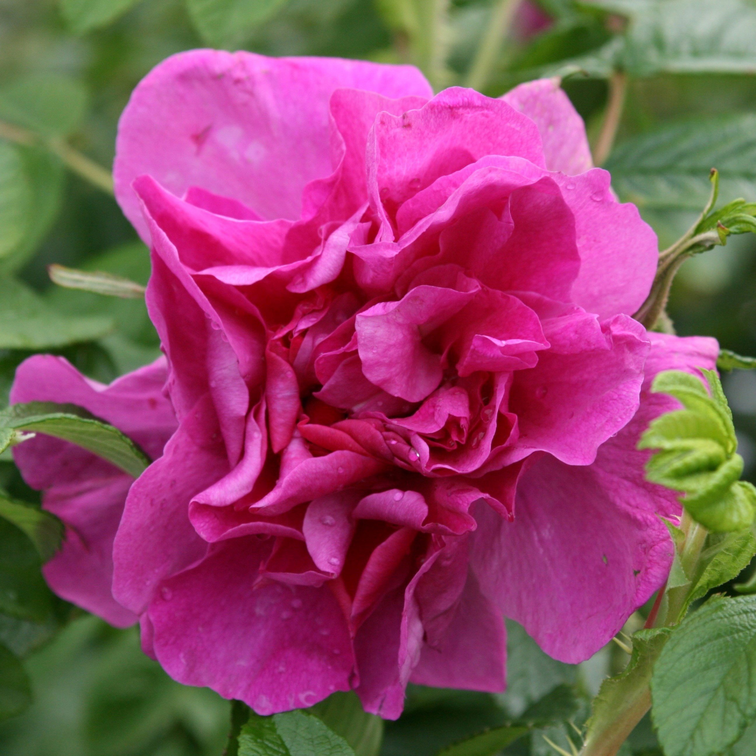 Rosa Roseraie De LHaÿ | Shrub Rose