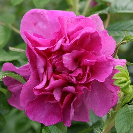Rosa 'Roseraie de l'Haÿ' | Shrub Rose |