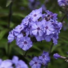 Phlox Paniculata Blue Paradise | Border Phlox