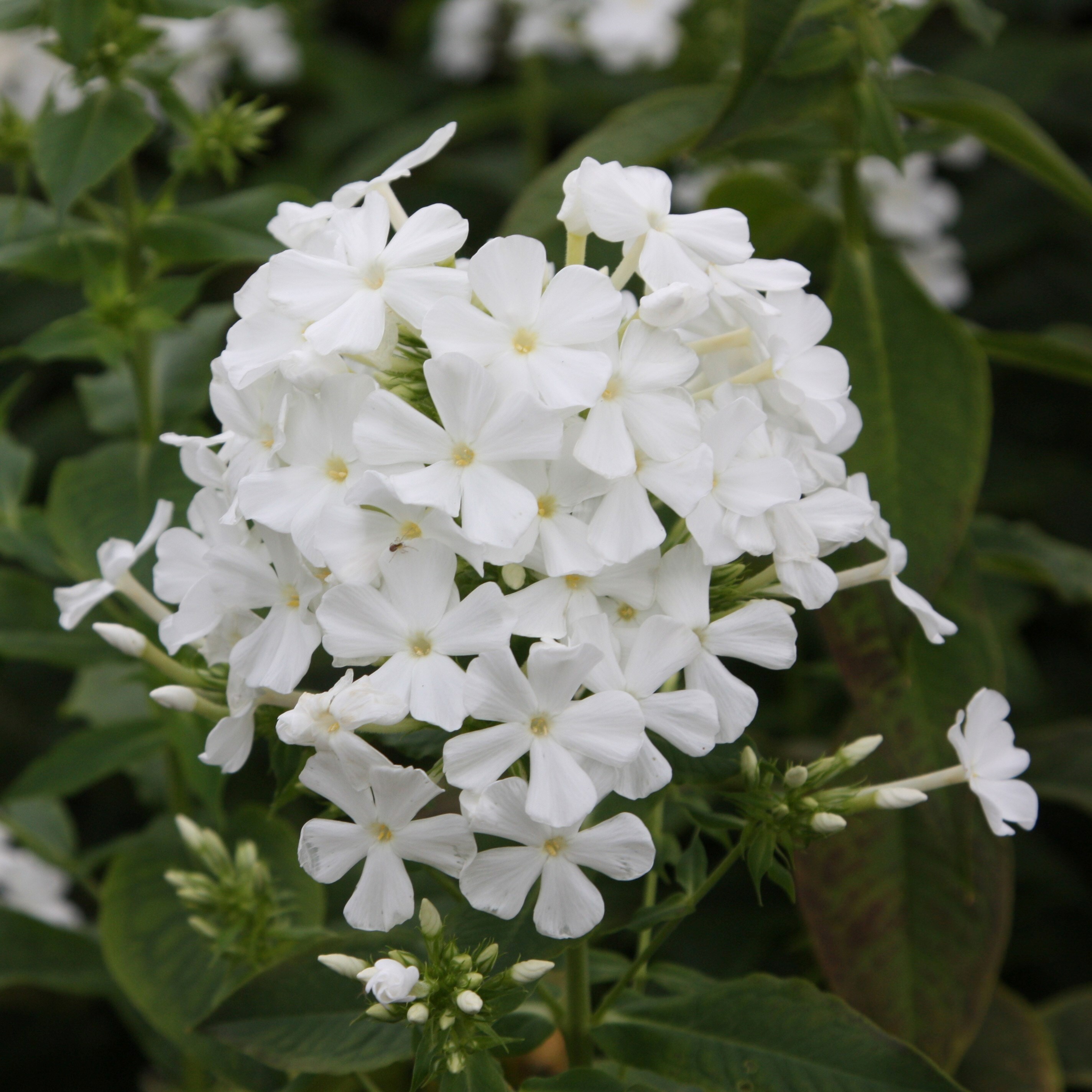 Phlox Paniculata Mount Fuji | Border Phlox