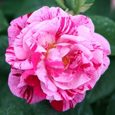 Rosa Ferdinand Pichard | Hybrid Perpetual Rose
