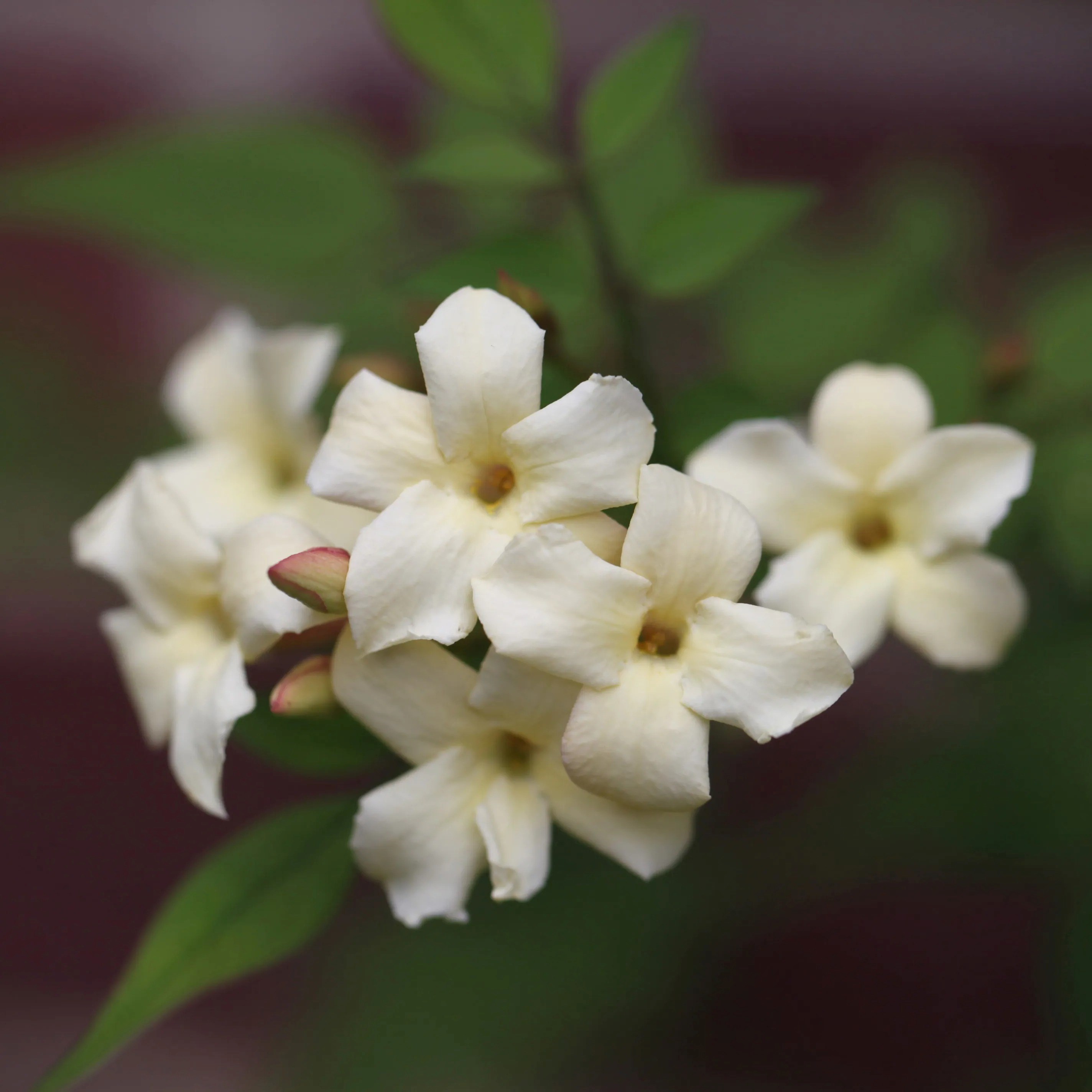 Jasminum Officinale Devon Cream | Jasmine