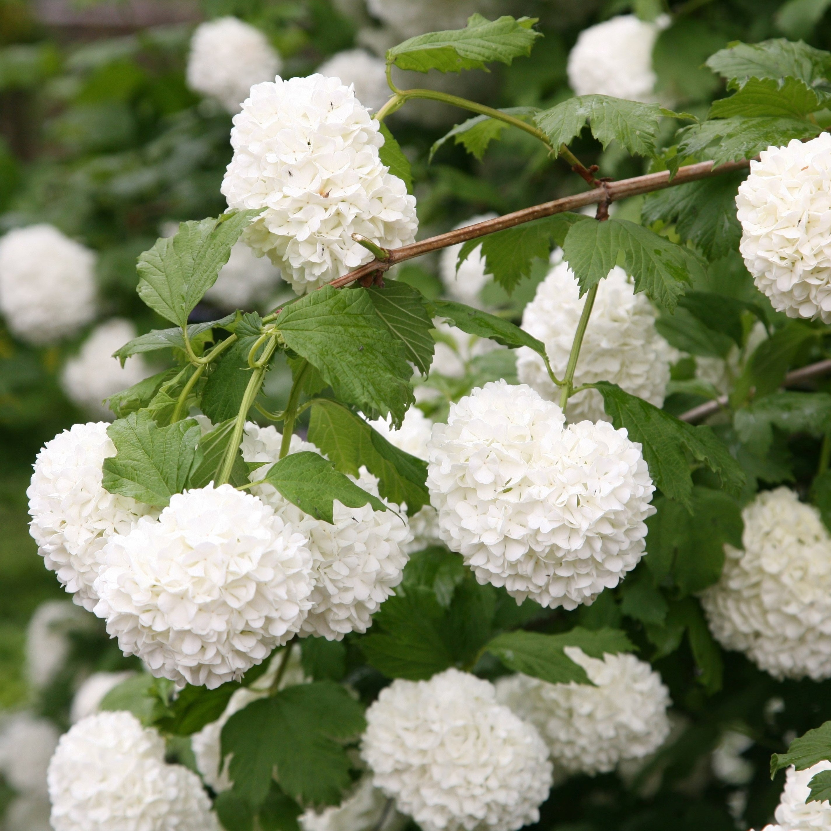 Viburnum Opulus Roseum | Snowball Tree