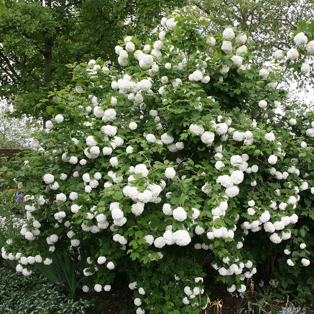 Viburnum Opulus Roseum | Snowball Tree