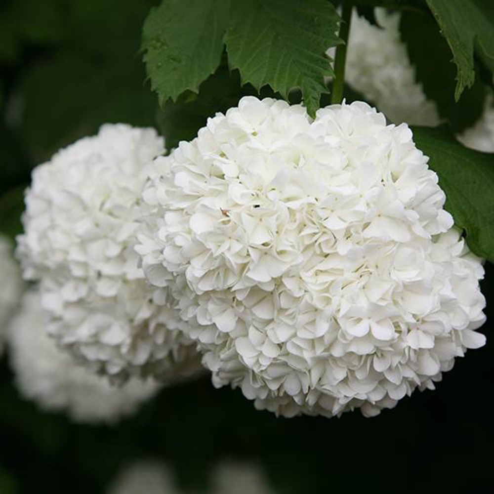 Viburnum Opulus Roseum | Snowball Tree