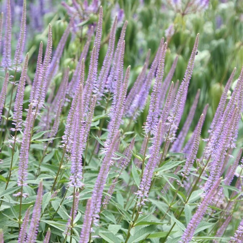 Veronicastrum Virginicum Fascination | Culvers Root