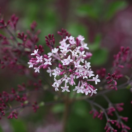 Syringa Red Pixie | Lilac |
