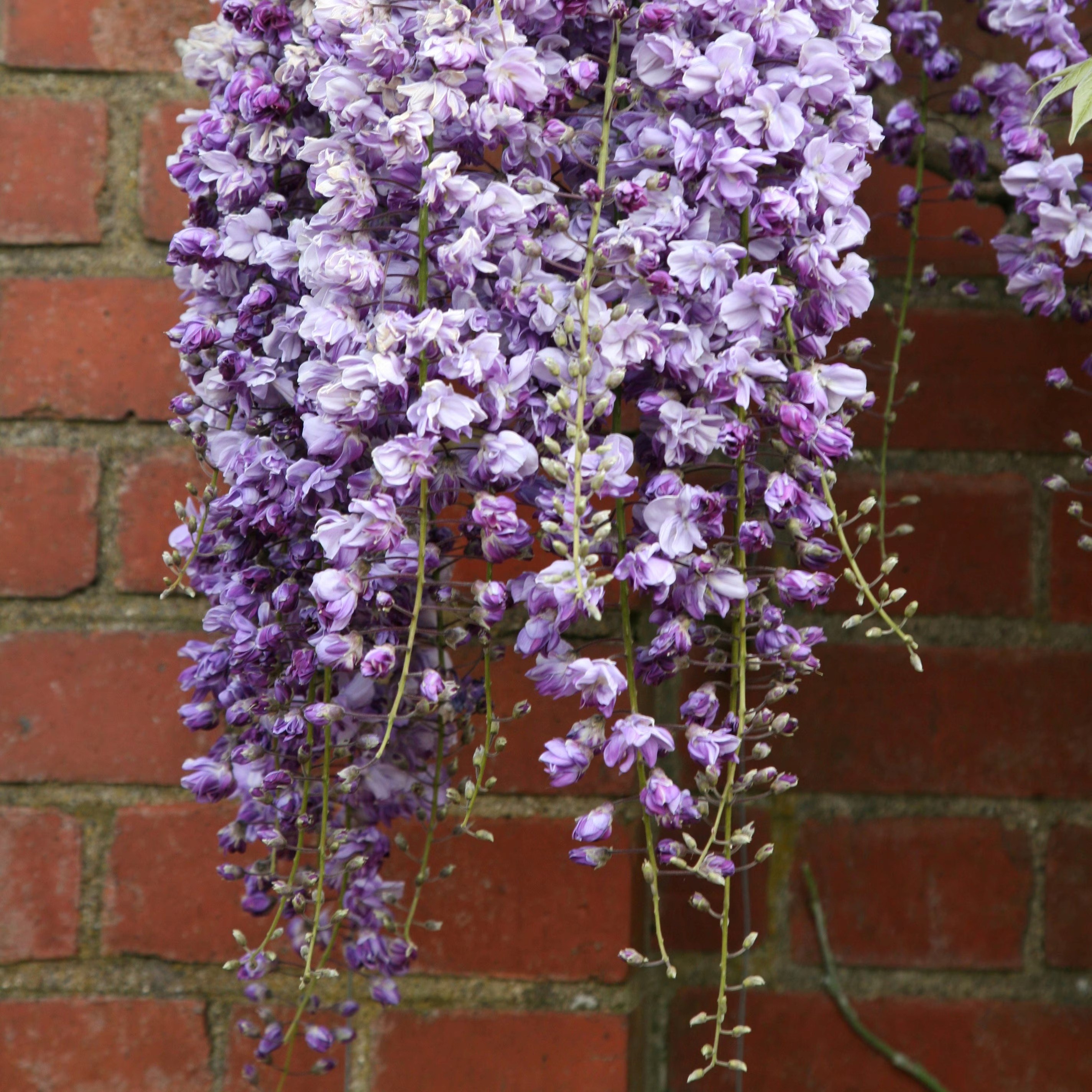 Wisteria Floribunda Yae-Kokuryū | Japanese Wisteria