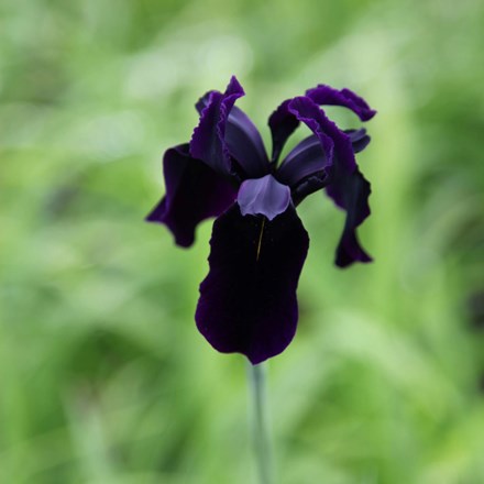 Iris chrysographes 'Black-flowered' | Gold-marked Iris |