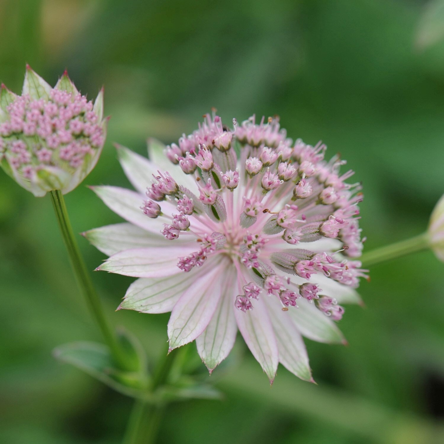 Astrantia Buckland | Masterwort