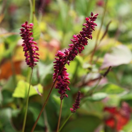 red bistort (syn. Persicaria amplexicaulis Firetail)