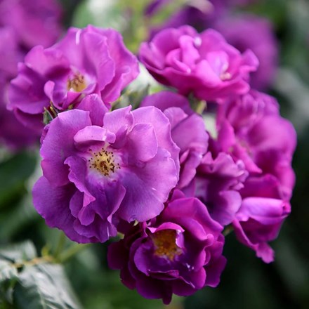 Rosa Rhapsody in Blue Floribunda Bush Rose