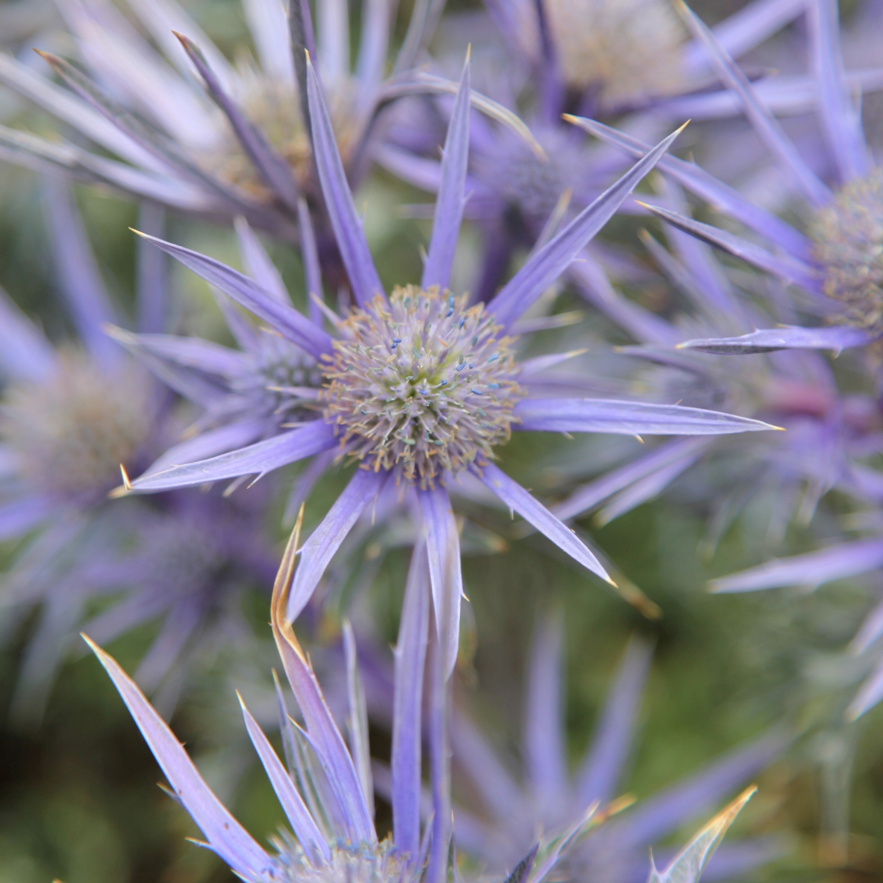 Eryngium Bourgatii Picos Amethyst | Sea Holly