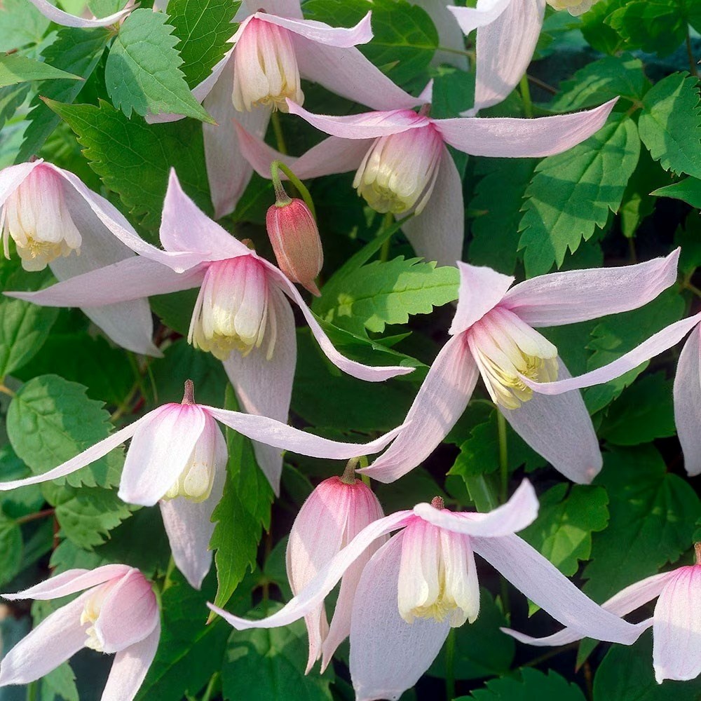 Clematis Willy | Alpine Clematis