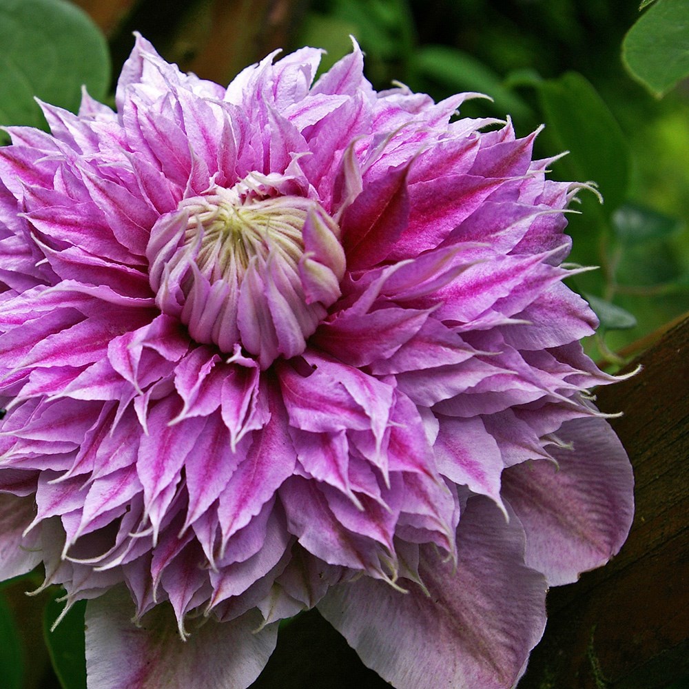 Clematis Josephine | Early Large Flowered Clematis