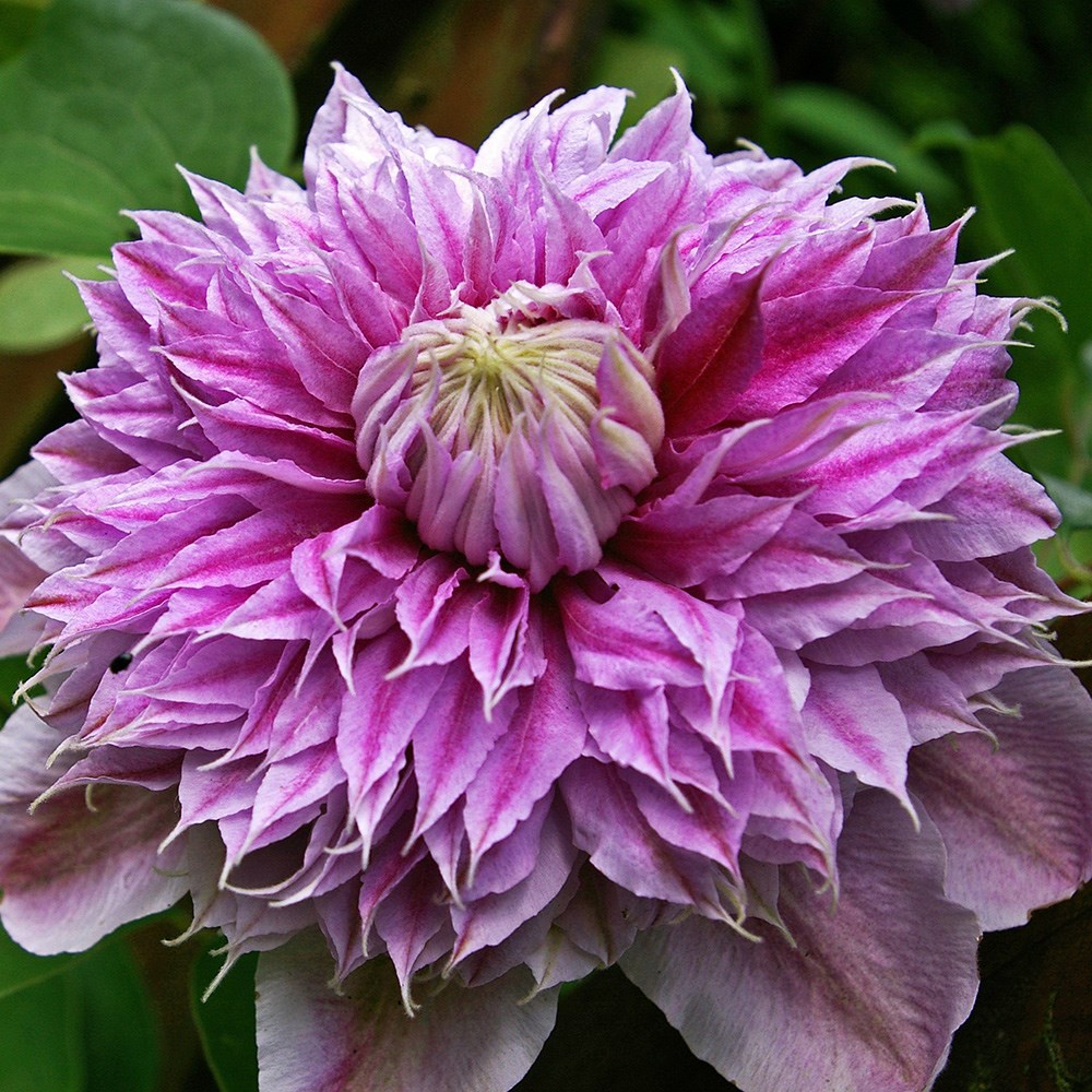 Clematis Josephine | Early Large Flowered Clematis