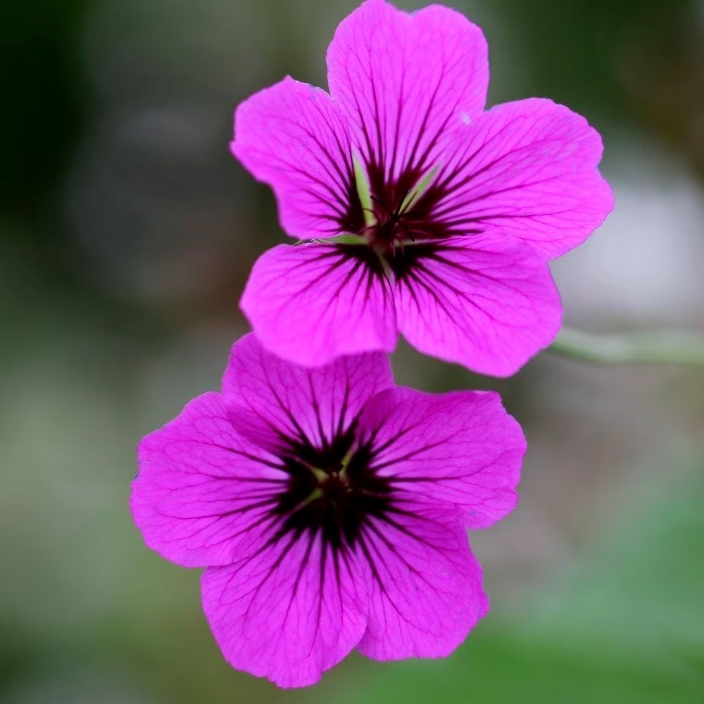 Geranium Patricia | Cranesbill