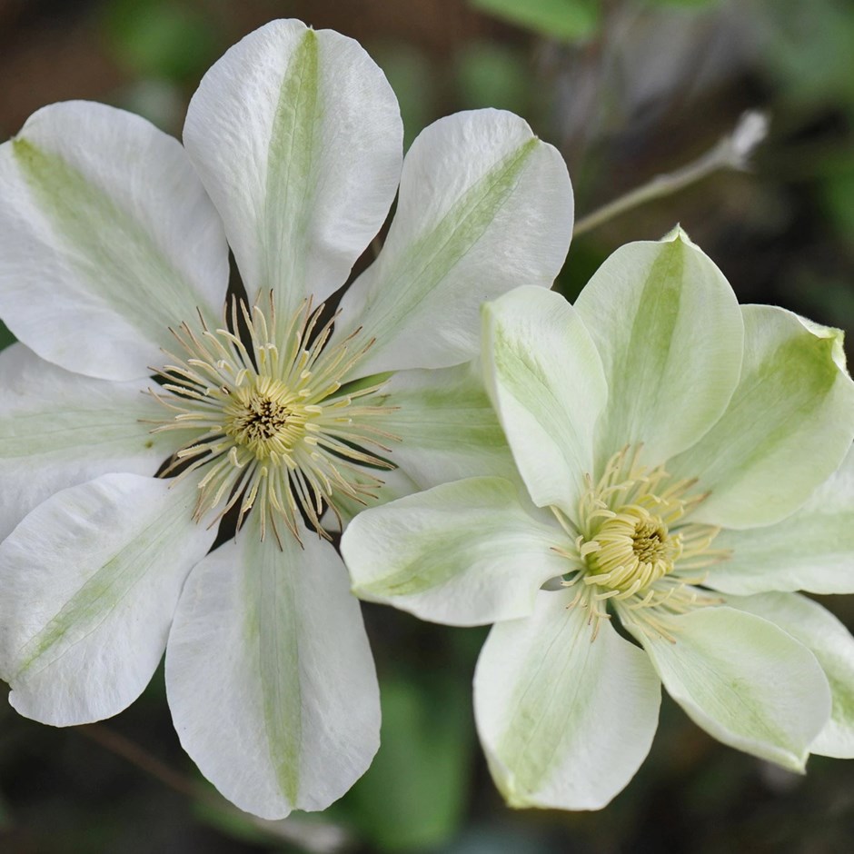 Clematis Guernsey Cream | Early Large Flowered Clematis