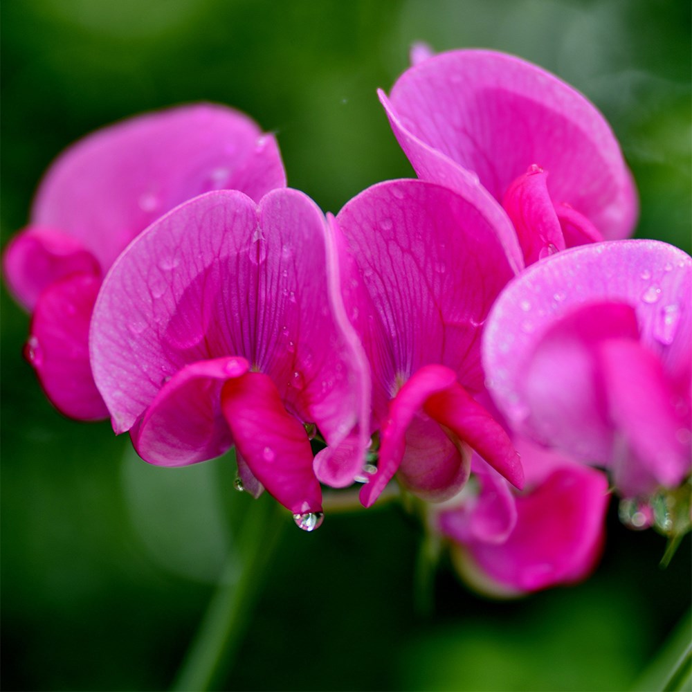 Lathyrus latifolius Red Pearl | Everlasting Sweet Pea