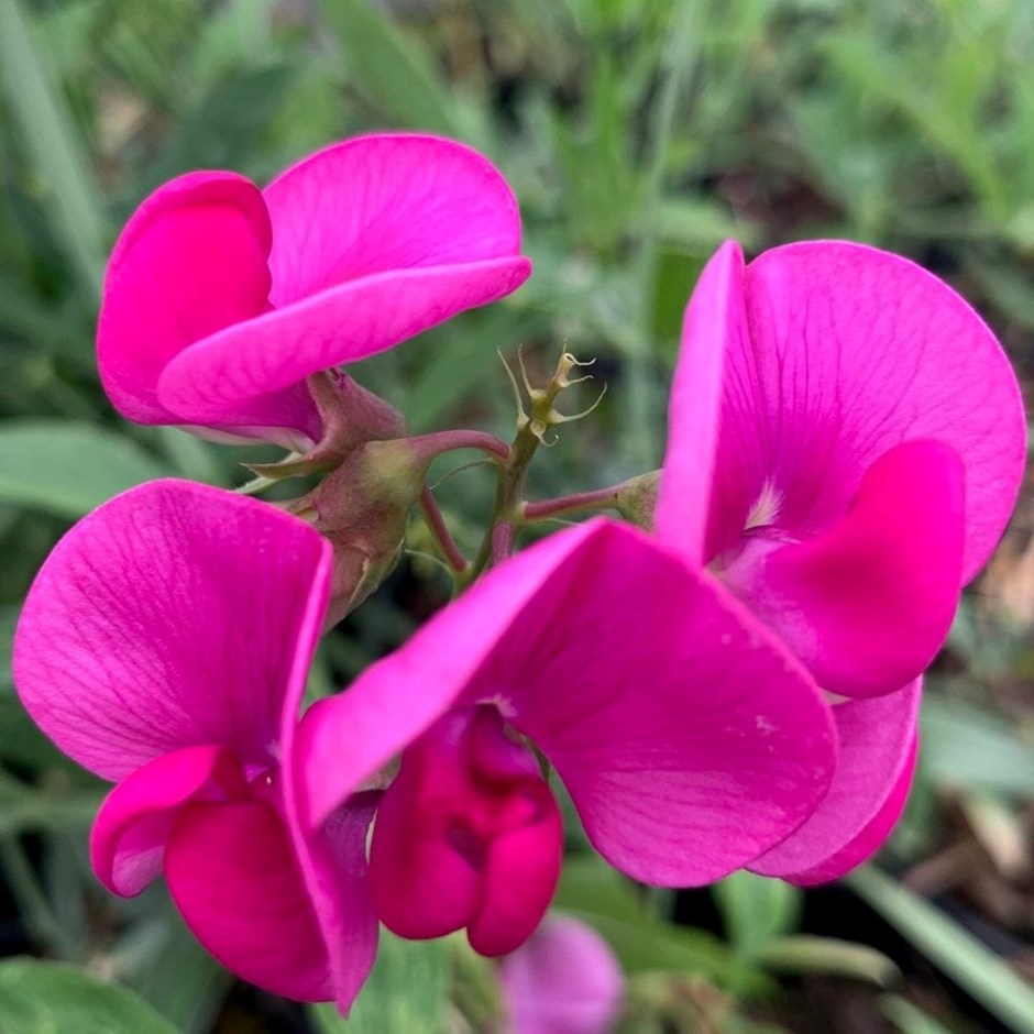 Lathyrus latifolius Red Pearl | Everlasting Sweet Pea