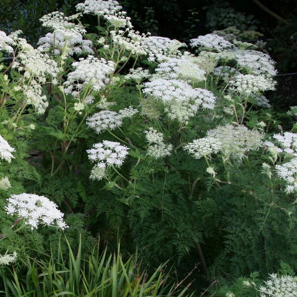 Ligusticopsis Wallichiana | Milk Parsley