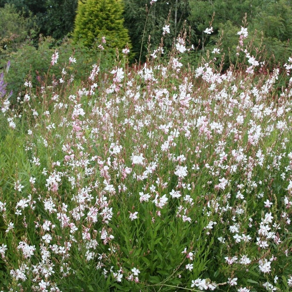 Oenothera Lindheimeri Whirling Butterflies | Gaura