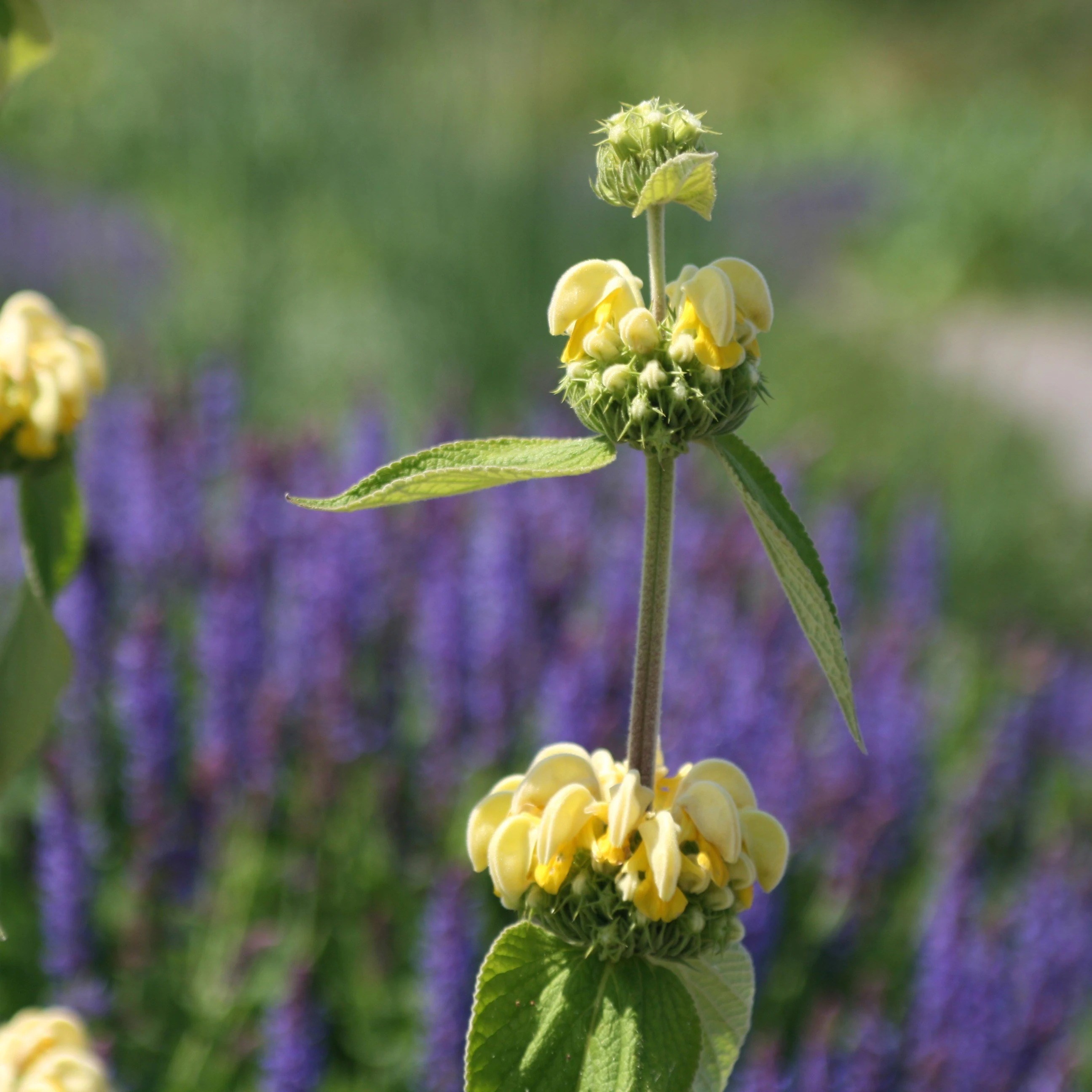 Phlomis Russeliana