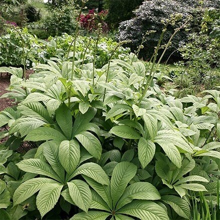 Rodgersia aesculifolia | Rodgersia |