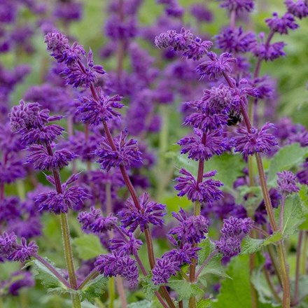 Salvia verticillata 'Purple Rain' | Sage |
