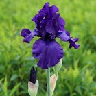 Iris Dusky Challenger | Bearded Iris