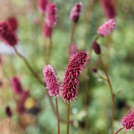 Sanguisorba menziesii | Menzies Burnet |