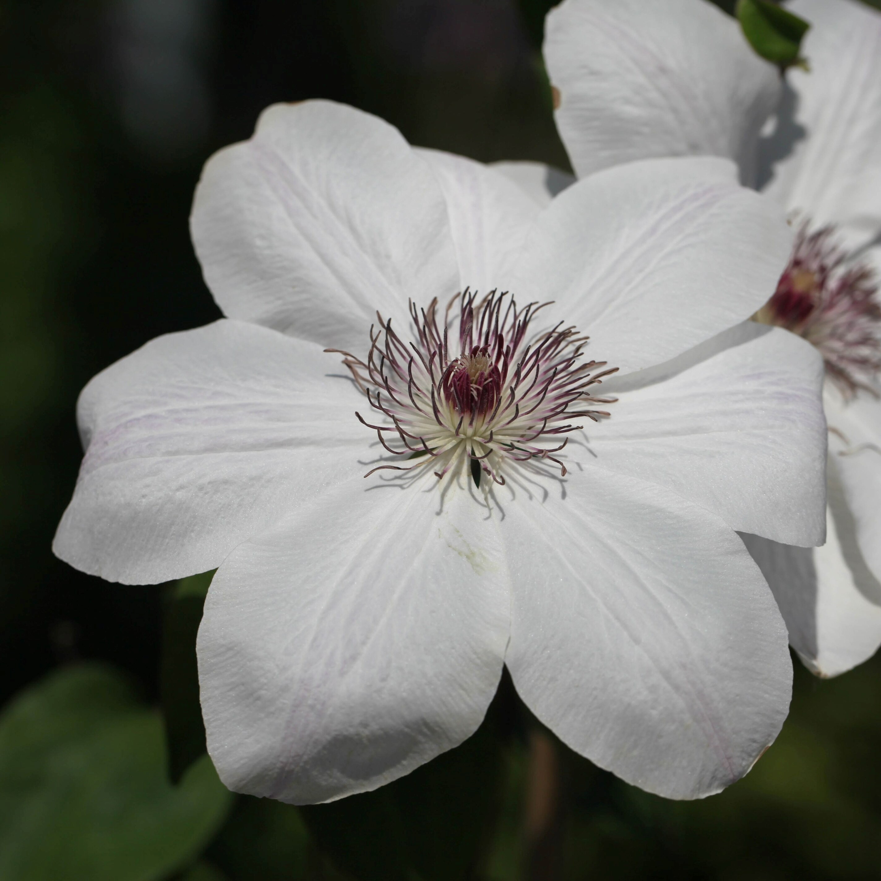 Clematis Wedding Day | Early Large Flowered Clematis