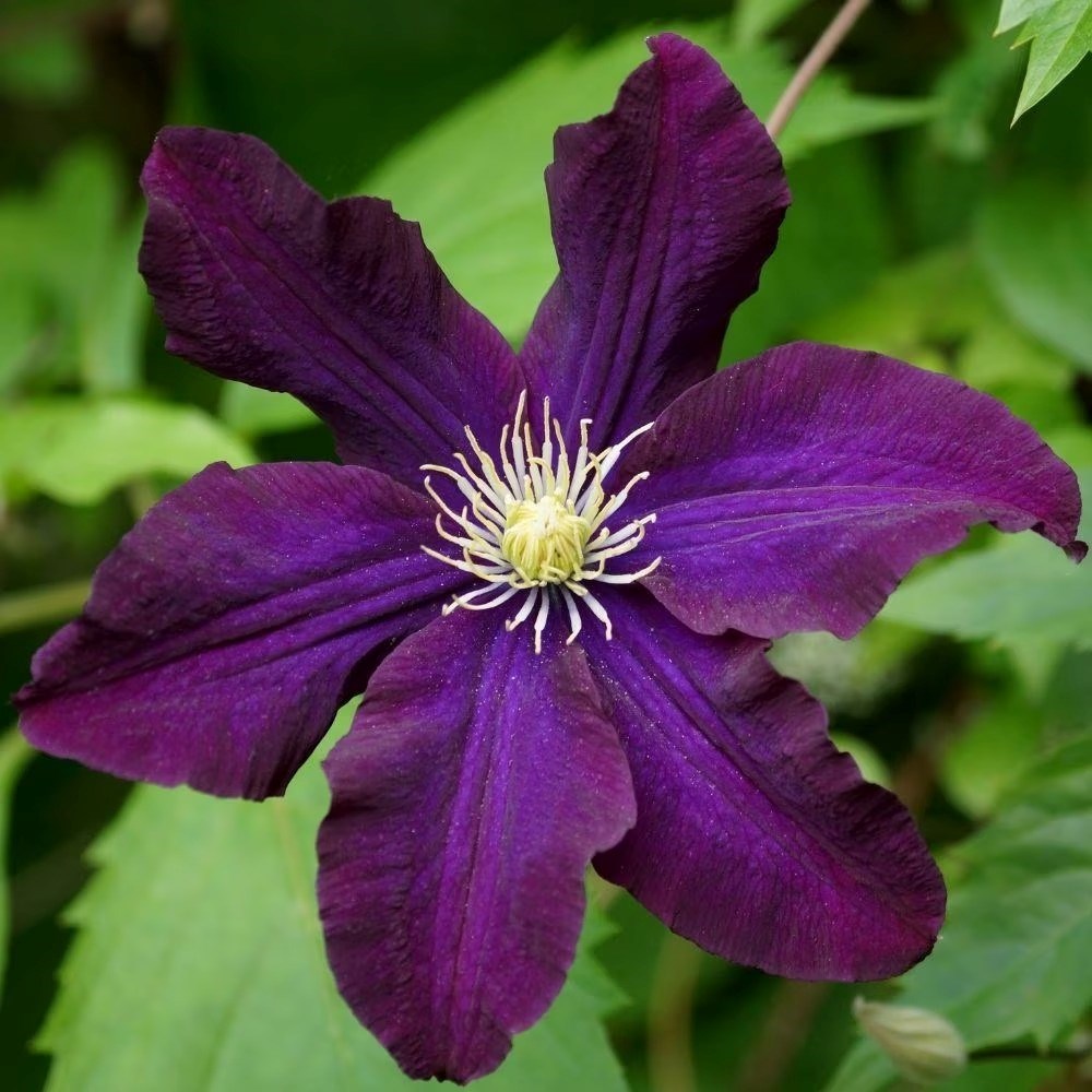 Clematis Romantika | Late Large Flowered Clematis