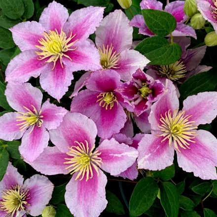 Clematis Piilu | Clematis