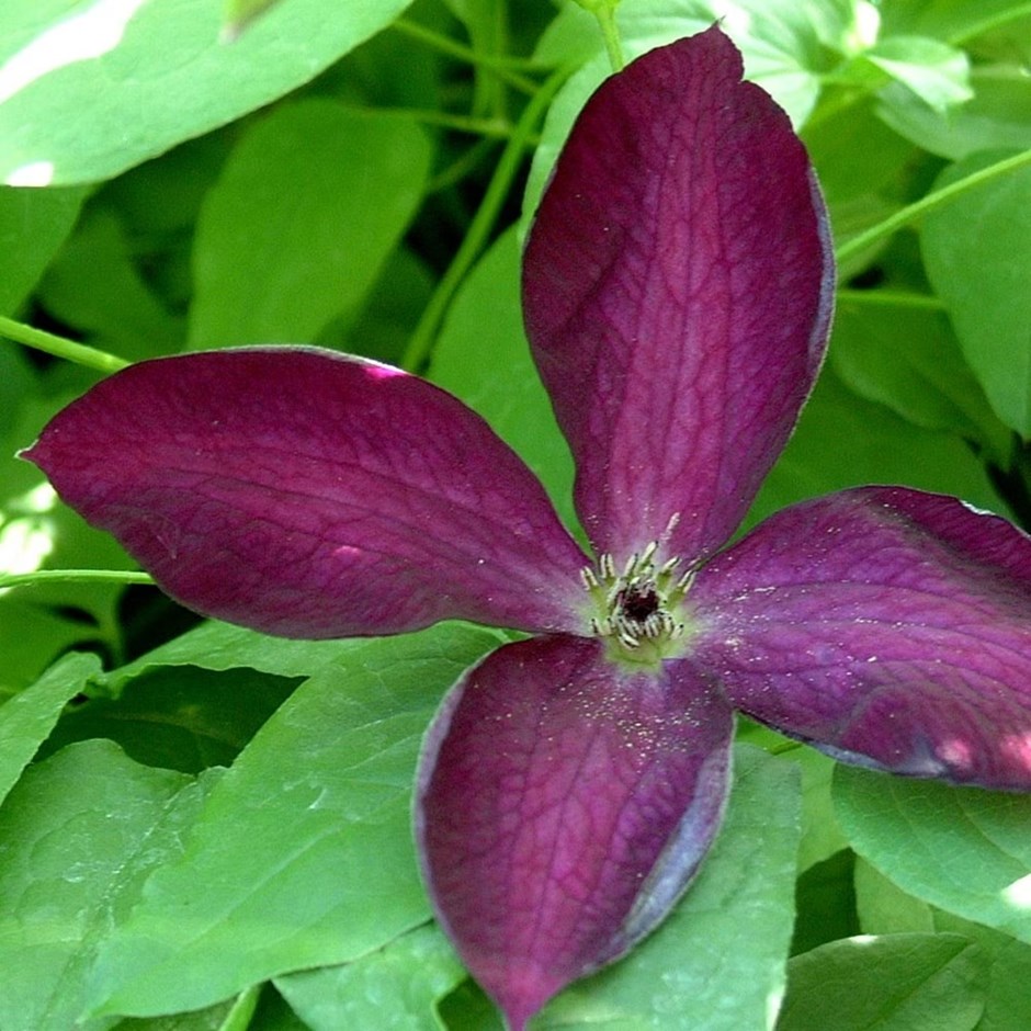 Clematis Black Prince | Clematis