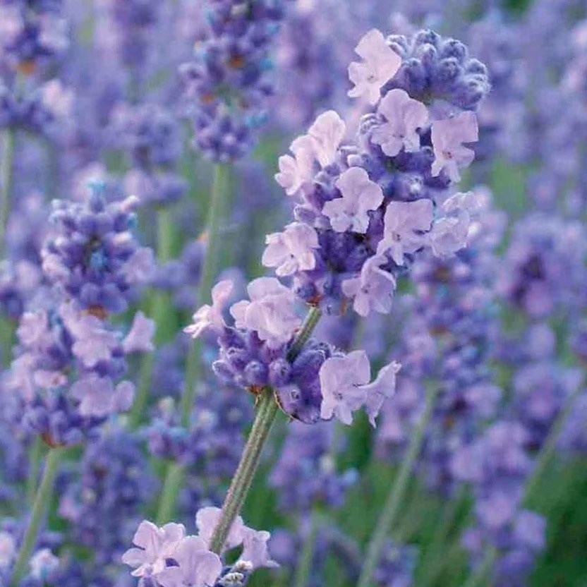 Lavandula Angustifolia Melissa Lilac | Lavender