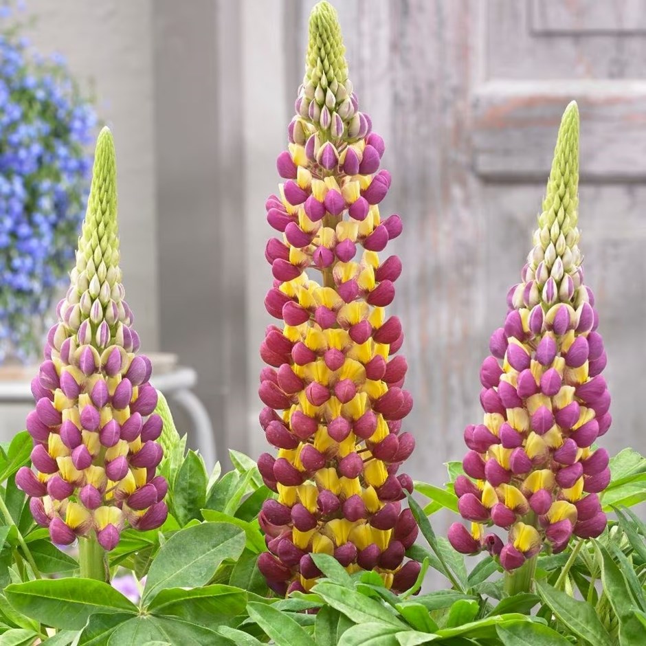 Lupinus Manhattan Lights | West Country Lupin